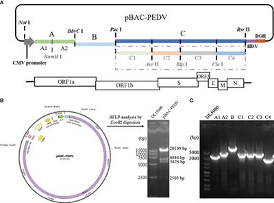 Red recombination enables a wide variety of markerless manipulation of porcine epidemic diarrhea virus genome to generate recombinant virus